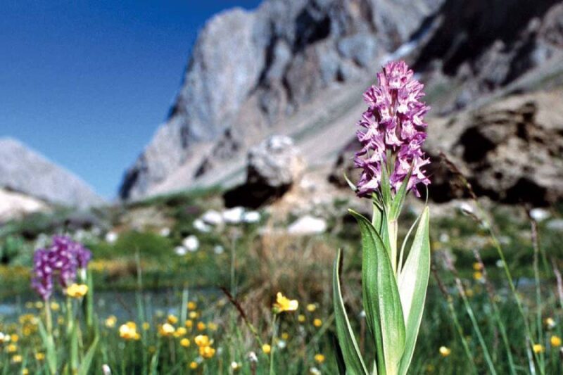 خواص ثعلب پنجه ای
