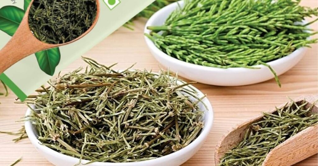 طبع گیاه دم اسب